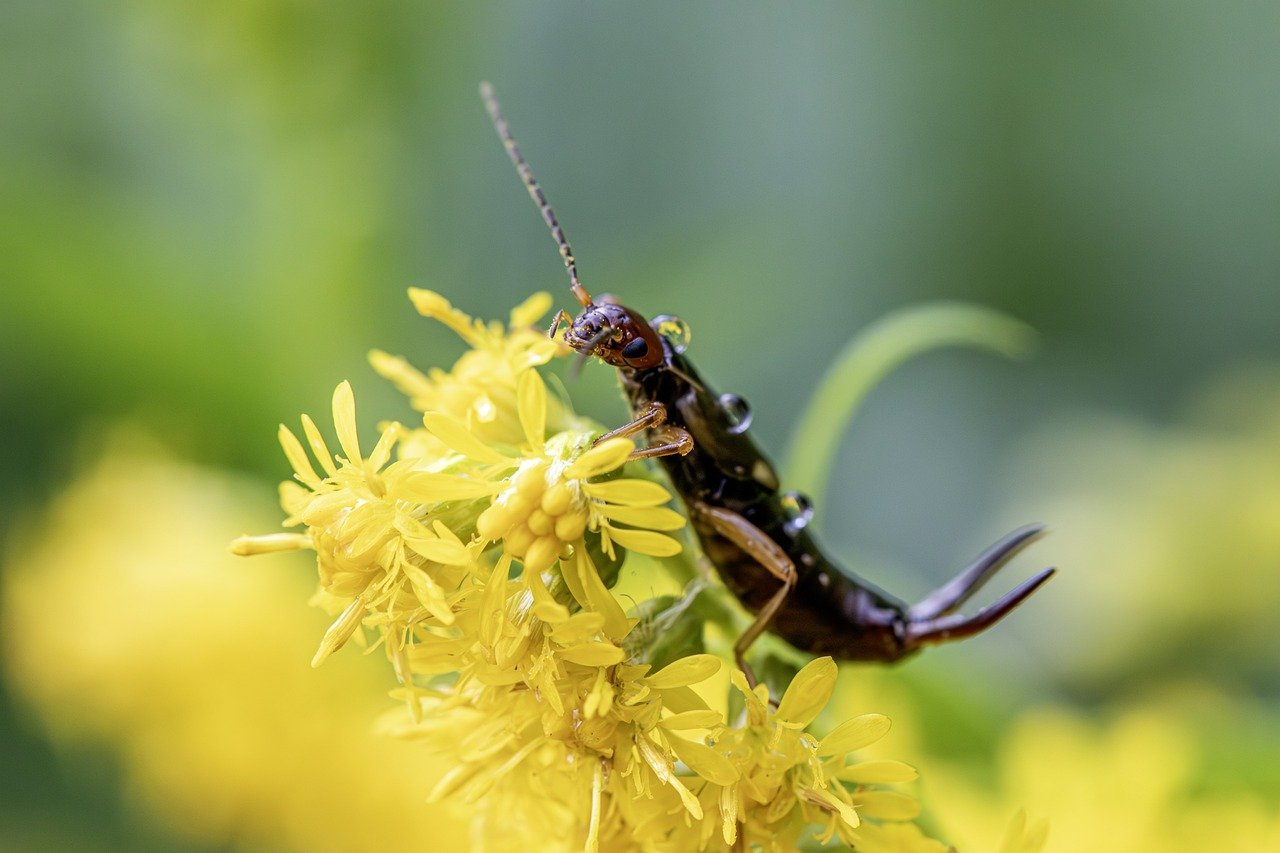 Top 10 Eco-Friendly Pest Control Methods for Your Garden